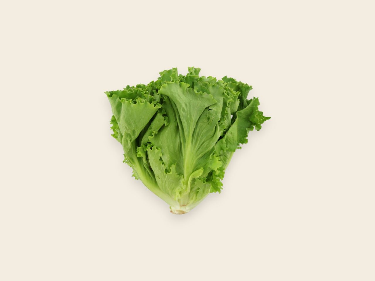 Organic Green Lettuce
